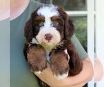 Small #3 Bernedoodle (Miniature)