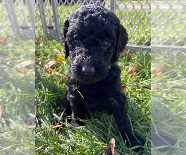 Medium Photo #8 Goldendoodle Puppy For Sale in LUCK, WI, USA