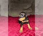Image preview for Ad Listing. Nickname: Green collar