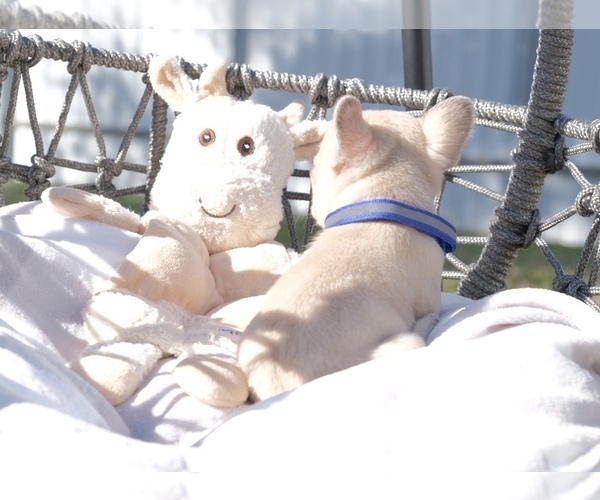 Medium Photo #11 French Bulldog Puppy For Sale in CAPE CORAL, FL, USA
