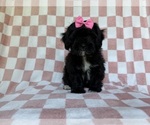 Small #5 Shih-Poo