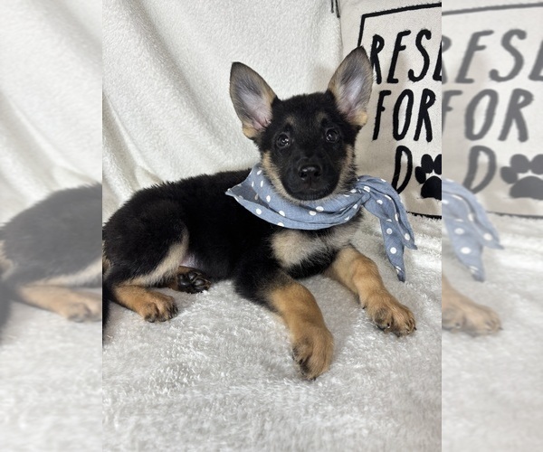 Medium Photo #4 German Shepherd Dog Puppy For Sale in GREENFIELD, IN, USA