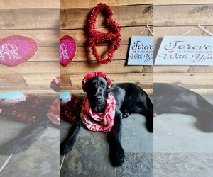 Mutt Dogs for adoption in Dallas, TX, USA