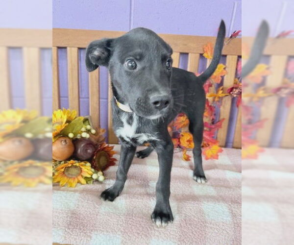 Medium Photo #3 Feist Terrier-Unknown Mix Puppy For Sale in Genesee, WI, USA