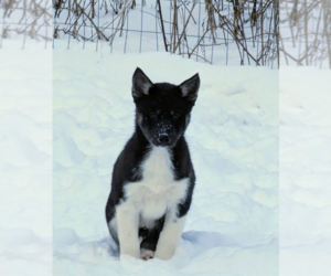 Siberian Husky Puppy for sale in EAST LANSING, MI, USA
