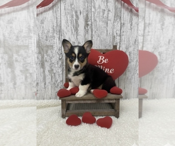 Medium Photo #1 American Corgi Puppy For Sale in PEEBLES, OH, USA