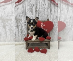 American Corgi Puppy for sale in PEEBLES, OH, USA
