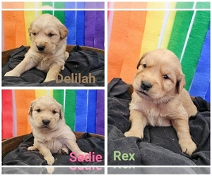 Golden Retriever Puppy for sale in MOUNT GILEAD, NC, USA