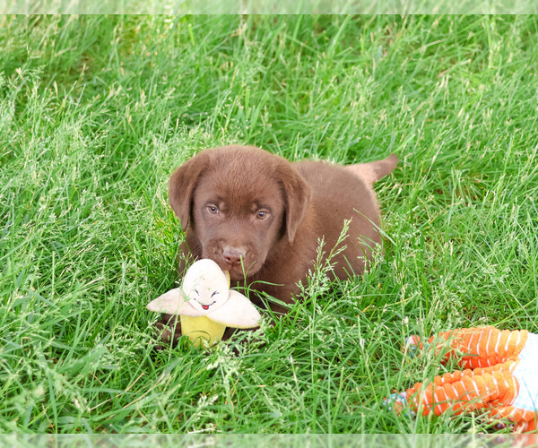 Medium Photo #3 Labrador Retriever Puppy For Sale in SYRACUSE, IN, USA