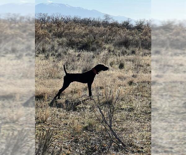 Medium Photo #1 German Shorthaired Pointer Puppy For Sale in Ogden, UT, USA