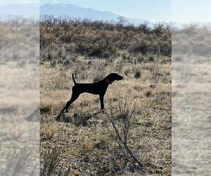 German Shorthaired Pointer Dogs for adoption in Ogden, UT, USA
