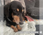 Small #1 Dachshund