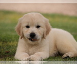 Small Photo #14 Golden Retriever Puppy For Sale in NUNN, CO, USA