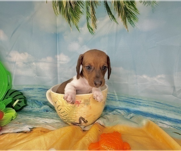 Medium Photo #21 Dachshund Puppy For Sale in CASSVILLE, MO, USA