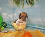 Small #20 Dachshund
