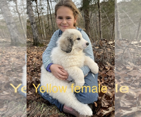 Medium Photo #7 Great Pyrenees Puppy For Sale in KIRBYVILLE, MO, USA