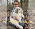 Small Photo #7 Great Pyrenees Puppy For Sale in KIRBYVILLE, MO, USA