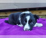 Small Photo #7 Border Collie Puppy For Sale in NORBORNE, MO, USA
