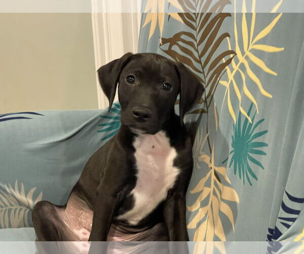 Medium Photo #15 Labrador Retriever-Unknown Mix Puppy For Sale in Holly Springs, NC, USA