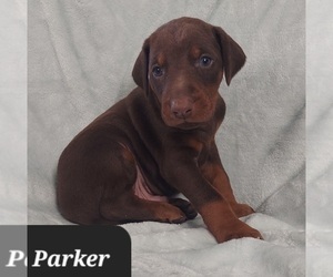 Doberman Pinscher Puppy for sale in POMEROY, OH, USA