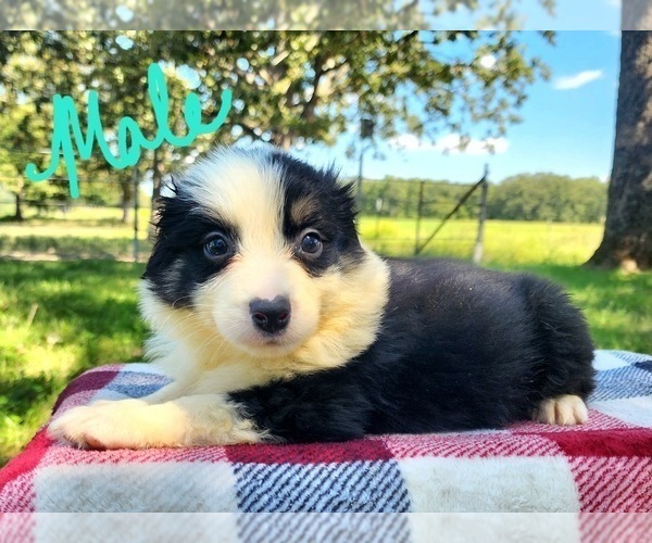 Medium Photo #12 Australian Shepherd Puppy For Sale in CROCKER, MO, USA