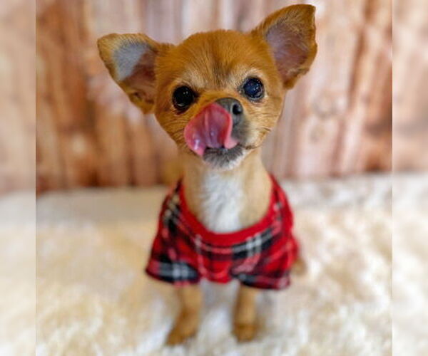 Medium Photo #11 Pomeranian-Unknown Mix Puppy For Sale in Arlington, VA, USA