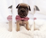 Small Photo #4 French Bulldog Puppy For Sale in EASTVALE, CA, USA