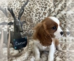 Small #5 Cavalier King Charles Spaniel