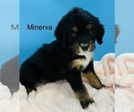 Puppy Minerva Bernedoodle