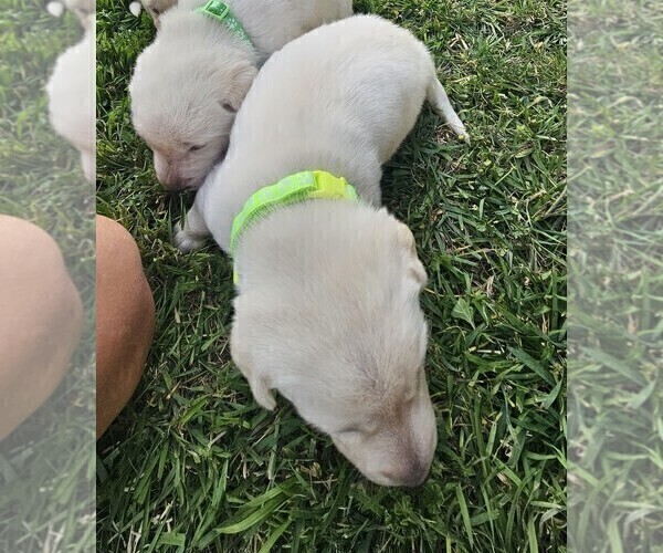 Medium Photo #7 Labrador Retriever Puppy For Sale in CEDAREDGE, CO, USA