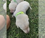 Small #6 Labrador Retriever
