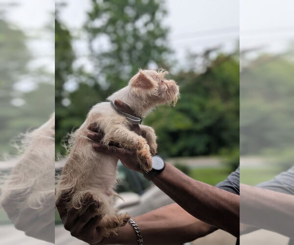 Medium Photo #7 Biewer Yorkie Puppy For Sale in WADESBORO, NC, USA