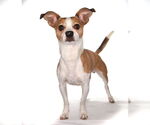 Small #1 Chihuahua