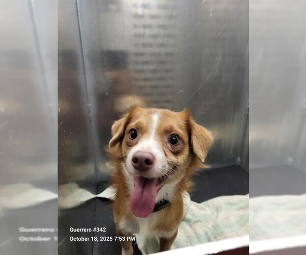 Medium Photo #1 Chihuahua-Unknown Mix Puppy For Sale in San Antonio, TX, USA