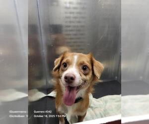 Chihuahua-Unknown Mix Dogs for adoption in San Antonio, TX, USA