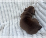 Small Photo #5 English Bulldog Puppy For Sale in DURANT, OK, USA