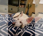 Small #10 Labrador Retriever Mix