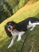 Small Photo #1 Cavalier King Charles Spaniel Puppy For Sale in RICHMOND, VT, USA