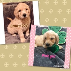 Goldendoodle Puppy for sale in LEICESTER, NC, USA