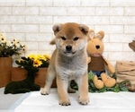 Small Photo #10 Shiba Inu Puppy For Sale in LAS VEGAS, NV, USA