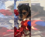 Small #6 Yorkshire Terrier