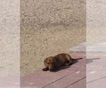 Small #2 Dachshund