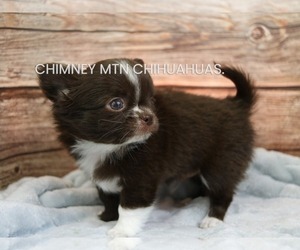 Chihuahua Puppy for sale in MUSKOGEE, OK, USA