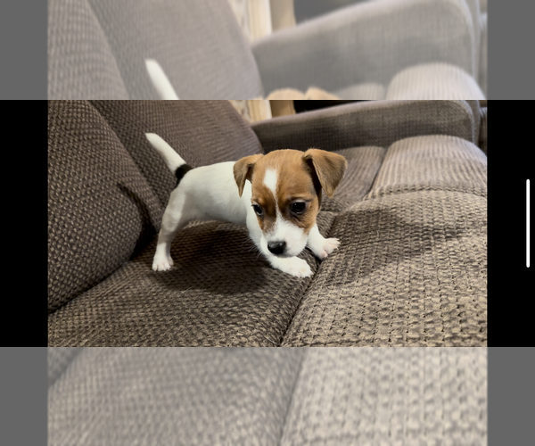 Medium Photo #4 Jack Russell Terrier Puppy For Sale in ALTOONA, FL, USA