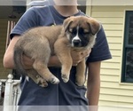 Small #8 Alaskan Husky-Saint Bernard Mix