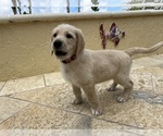 Small #1 Labradoodle
