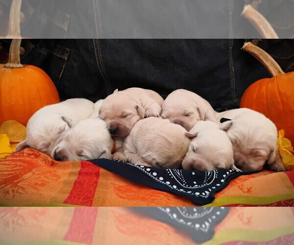 Medium Photo #1 English Cream Golden Retriever Puppy For Sale in MOSCOW, ID, USA