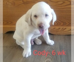 Labrador Retriever Puppy for sale in CATO, NY, USA