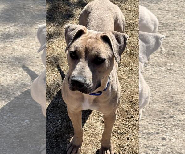 Medium Photo #3 Mutt Puppy For Sale in Incline Village, NV, USA