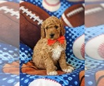 Small Photo #8 Goldendoodle Puppy For Sale in GLEN ROCK, PA, USA